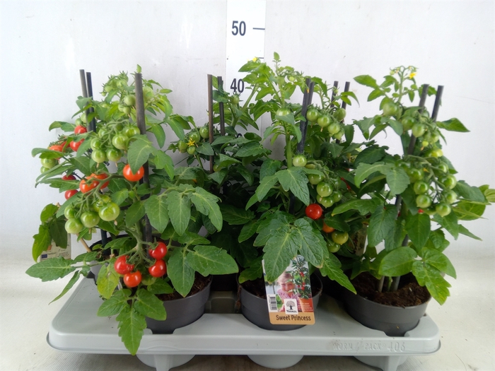<h4>Solanum lycopersicum   ...</h4>