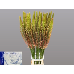 EREMURUS CLEOPATRA