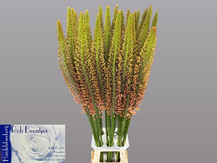 <h4>EREMURUS CLEOPATRA</h4>