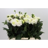 Dahlia White Isa