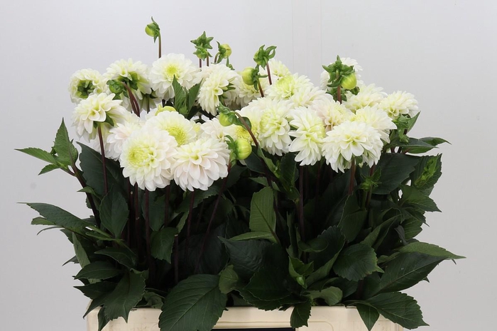 <h4>Dahlia White Isa</h4>