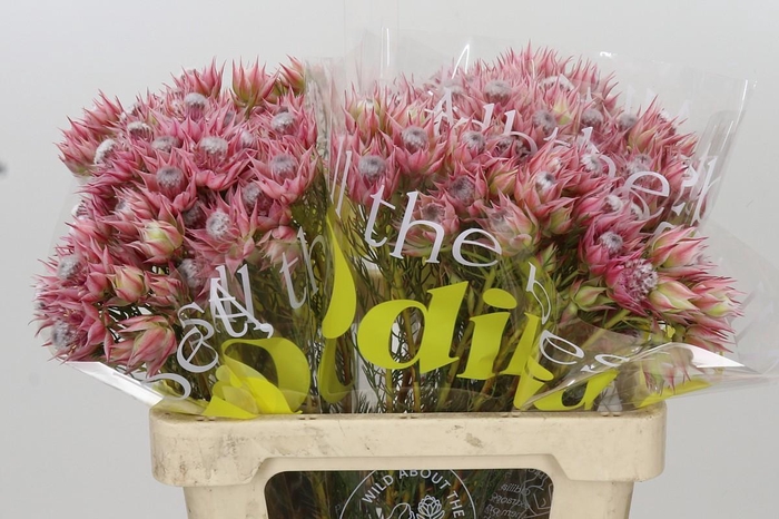<h4>Blushing Bride Pink 6/9 Flowers</h4>