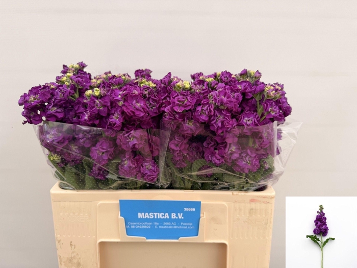 <h4>MATTH IMPALA PURPLE</h4>