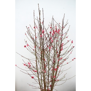 PRUNUS MELRED VERTAKT 200CM