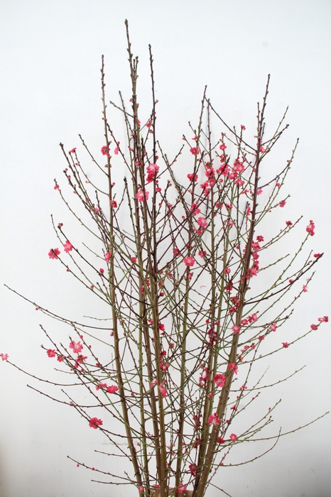 <h4>PRUNUS MELRED VERTAKT 200CM</h4>