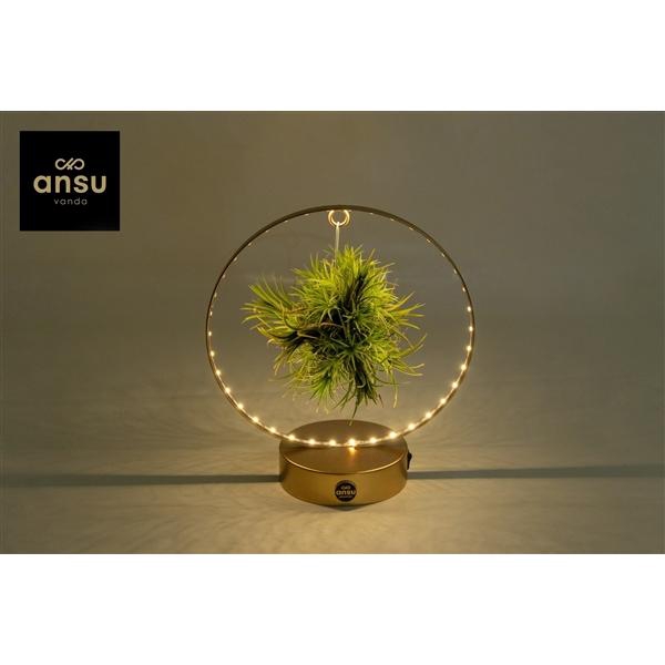 <h4>Tillandsia Christmas Edition - GOUD</h4>