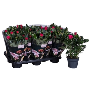 Nolina Roses Ø 13 cm Deep pink st. 0-1