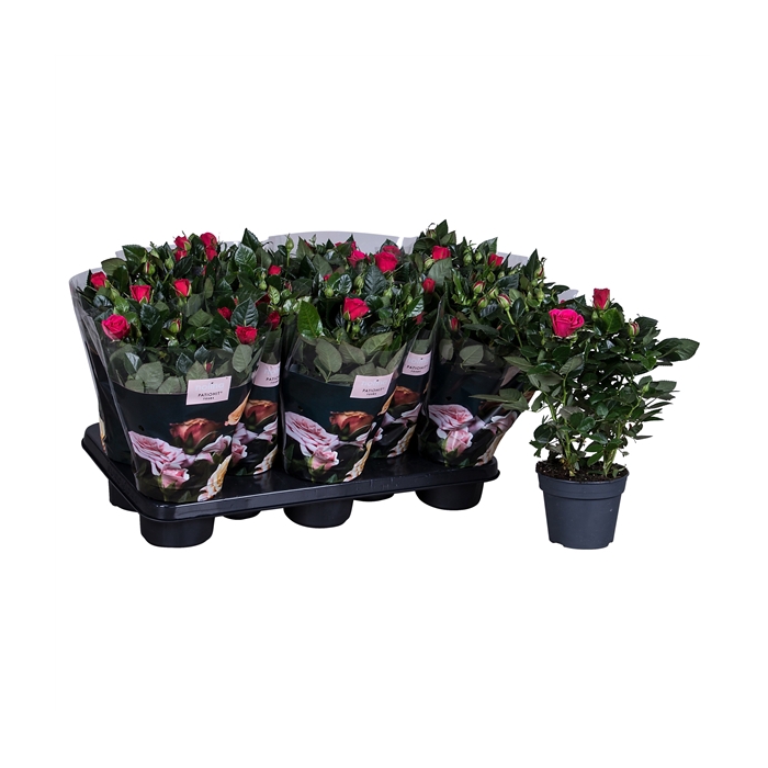 <h4>Nolina Roses Ø 13 cm Deep pink st. 0-1</h4>