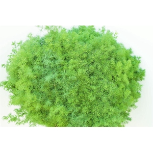 ASPARAGUS MERIOCLADUS