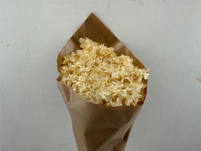 <h4>Pres Hydrangea Soft Yellow Bunch</h4>