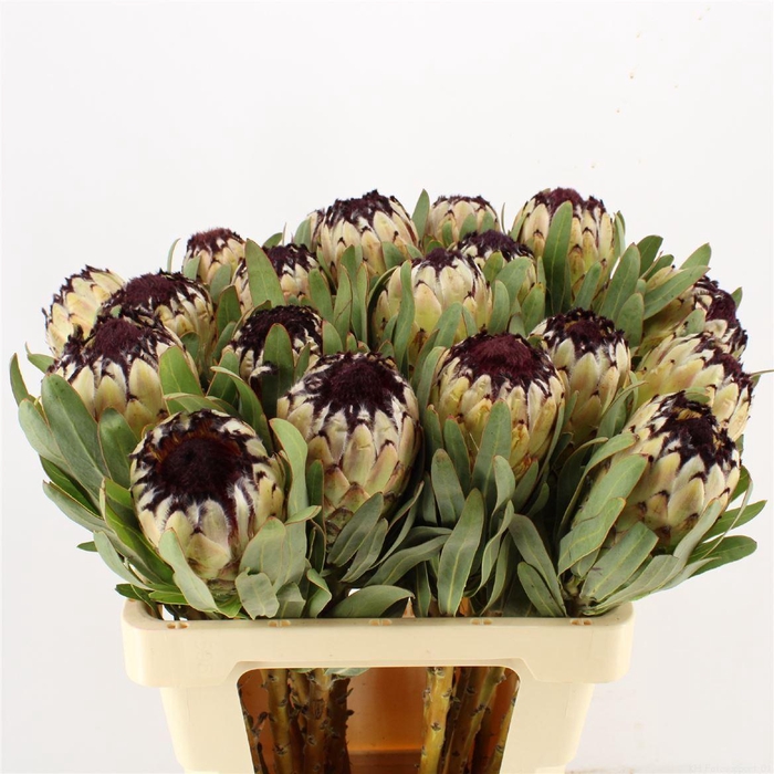 <h4>Protea magnifica 'Niobe'</h4>