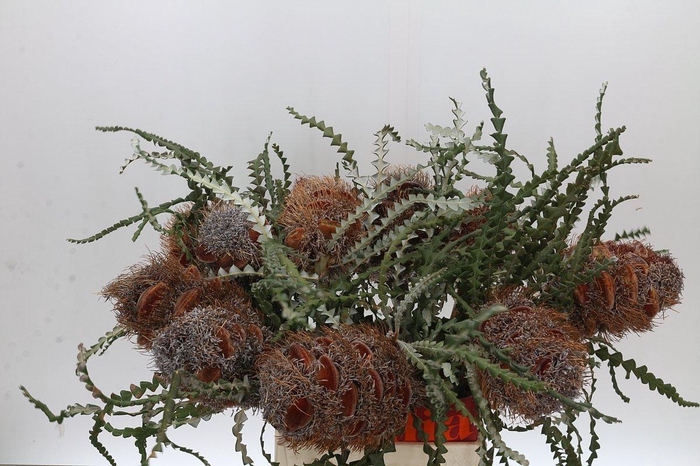 <h4>Banksia Speciosa Cones Hairy</h4>