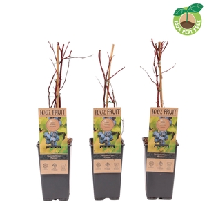 Vaccinium cor. 'Patriot', P15