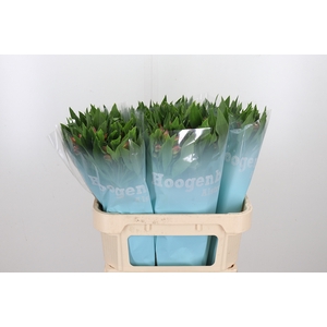 Alstroemeria Vixen 80 Gram