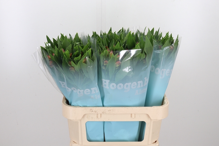 <h4>Alstroemeria Vixen 80 Gram</h4>