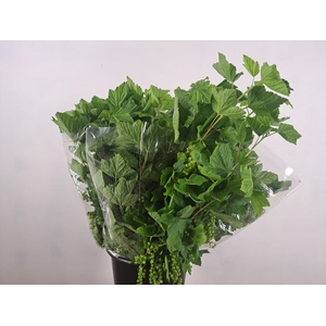 RIBES 400GR