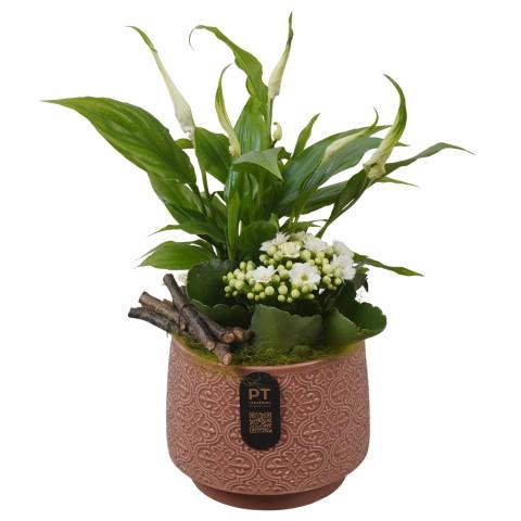 <h4>PTIB5181 Arrangementen kamerplanten</h4>