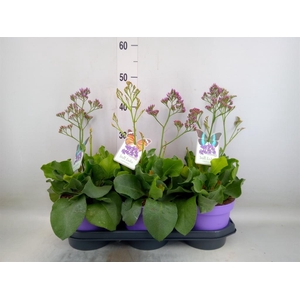 Limonium  'Salt Lake'