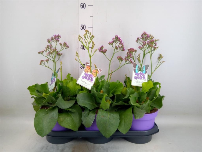 <h4>Limonium  'Salt Lake'</h4>