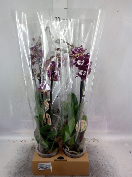 <h4>Phalaenopsis   ...</h4>