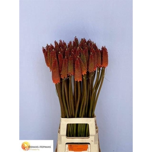 Kniphofia Alcazar Biemans