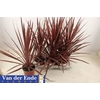 Cord Aus Red Star