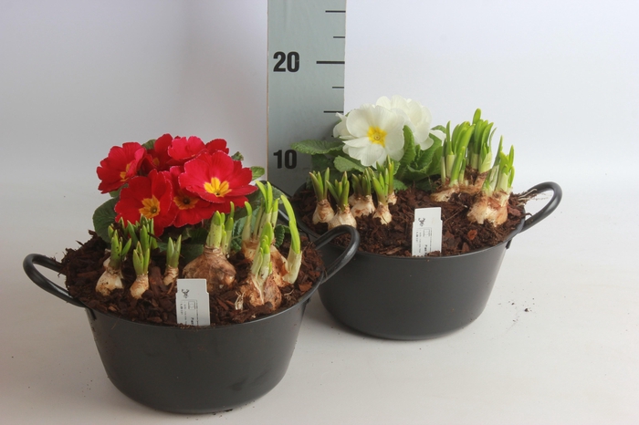 <h4>ARR TUINPLANTEN</h4>