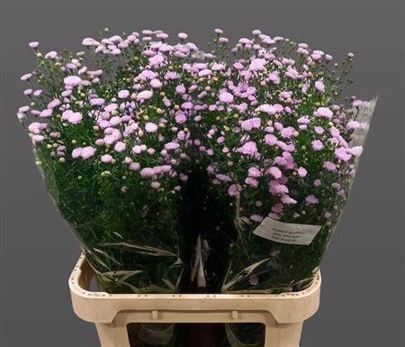 <h4>Ast Astee Pink Pearl</h4>