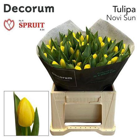 <h4>Tu En Novi Sun</h4>