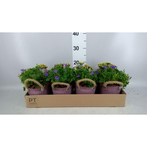 Arr.   Tuinplanten L%