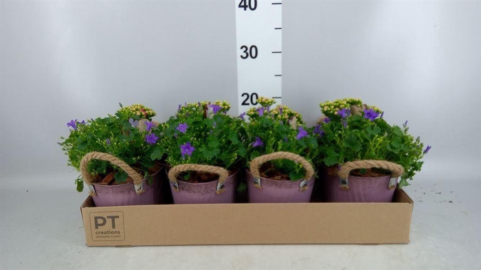 <h4>Arr.   Tuinplanten L%</h4>