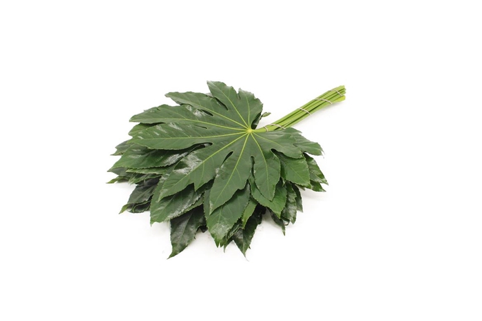 <h4>Aralia Large Blauw</h4>