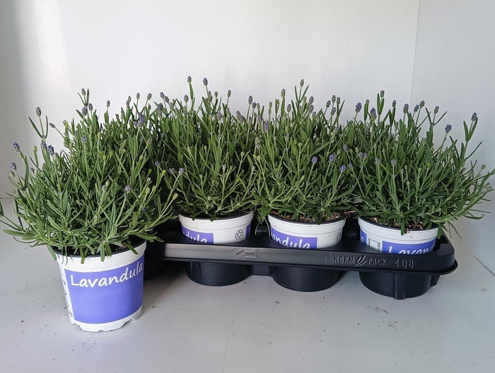 <h4>LAVAN AN HIDCOTE</h4>