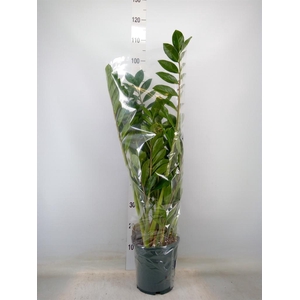 Zamioculcas zamiifolia