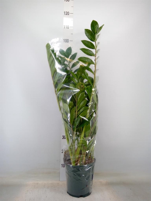 <h4>Zamioculcas zamiifolia</h4>