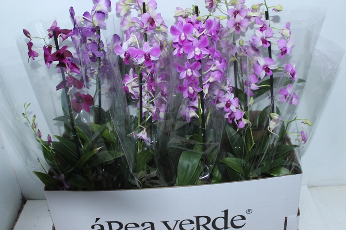 <h4>DENPHALAEN P15</h4>