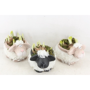 arr4 Narcis RN - Black white sheep x5