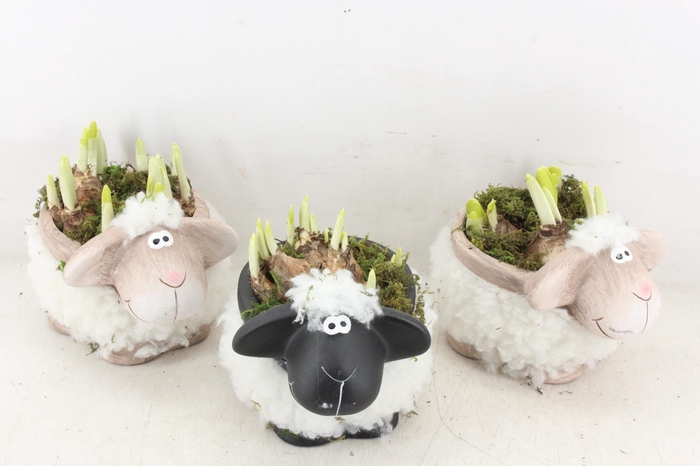 <h4>arr4 Narcis RN - Black white sheep x5</h4>