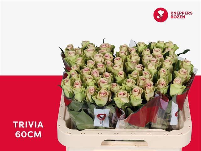 <h4>R GR TRIVIA</h4>