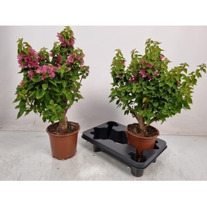 BOUGAINV OV