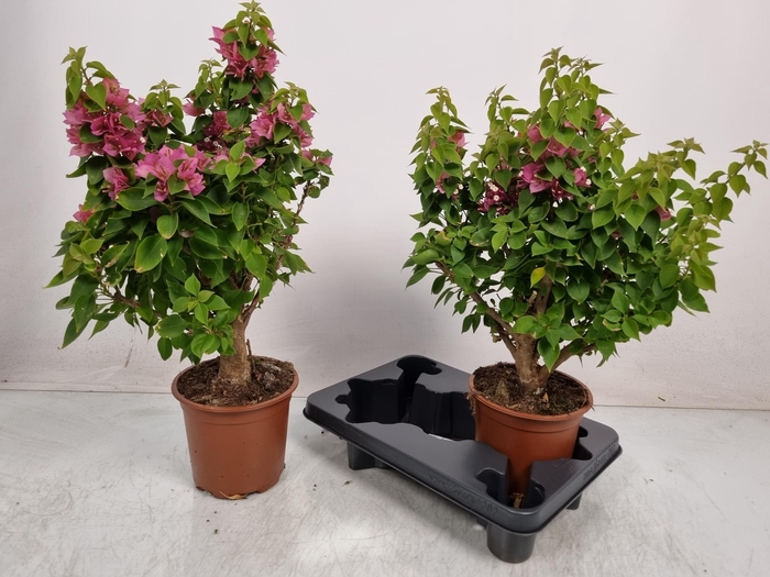 <h4>BOUGAINV OV</h4>