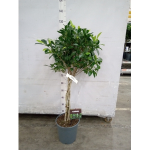 Ficus microcarpa   ...