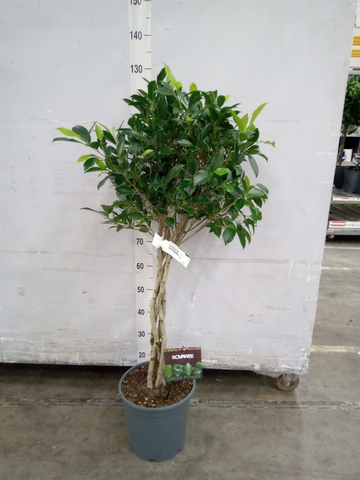 <h4>Ficus microcarpa   ...</h4>