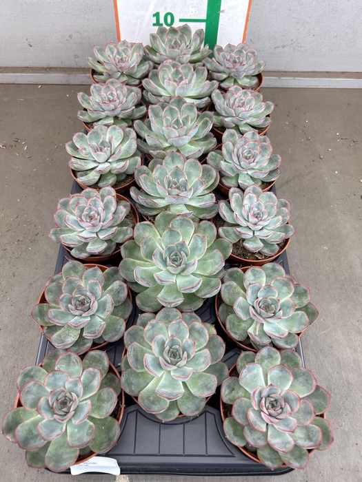 <h4>ECHEVERIA MYSTERY</h4>