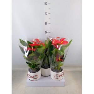 Anthurium andr.   ...mix  3