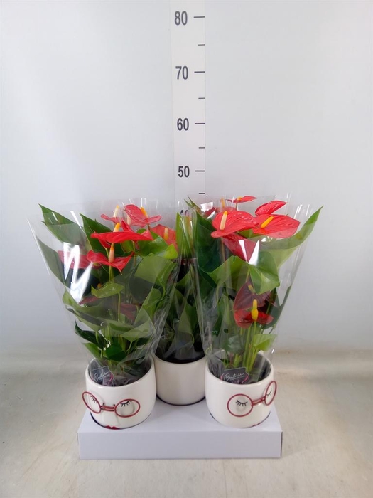 <h4>Anthurium andr. ...mix 3</h4>