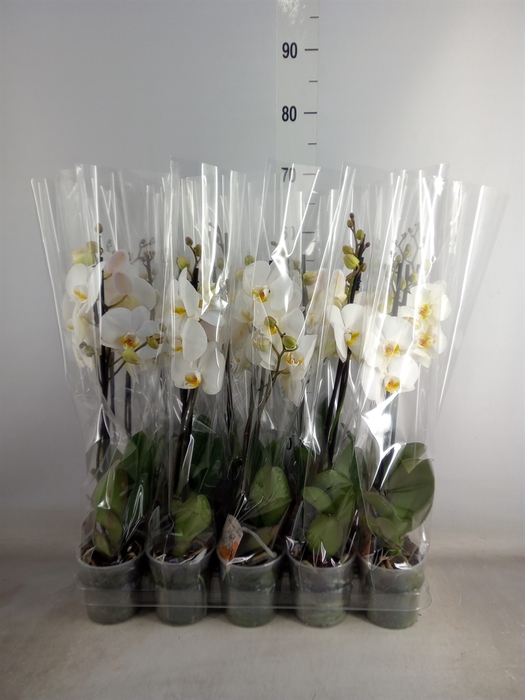 <h4>Phalaenopsis   ...</h4>