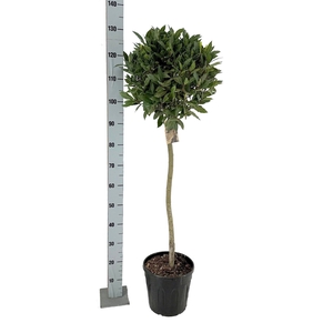LAU NOBILIS