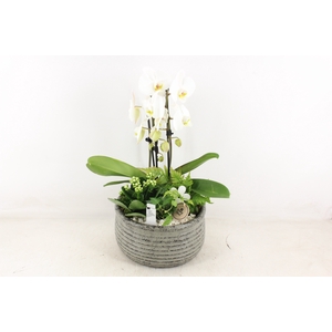 arr2 PL - Keramiek green streep phal wit