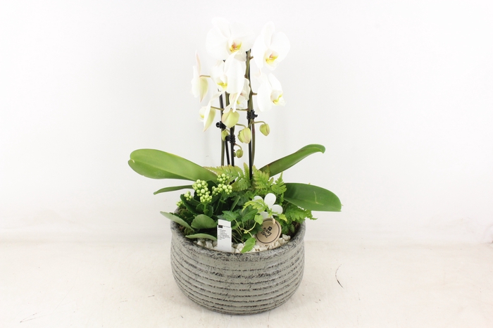 <h4>arr2 PL - Keramiek green streep phal wit</h4>